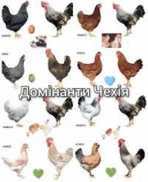 Інкубаційне яйце Домінант Чехія