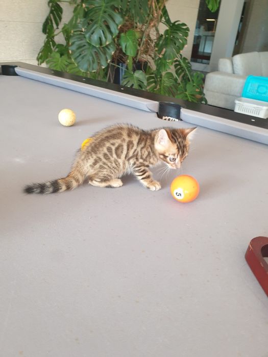 Gato de Bengala maravilhoso