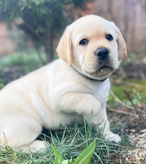 Видео) Топ щенки лабрадора ретривера, эксклюзивный помет в Украине.