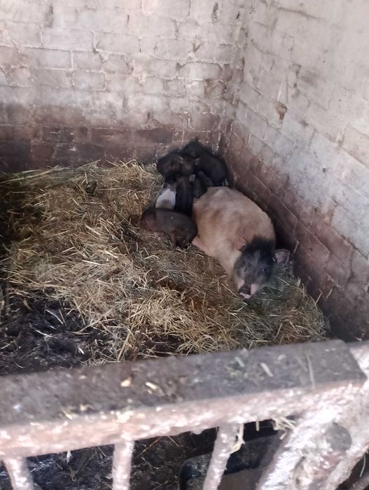 В'єтнамські поросята