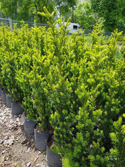 Cis Hicksii 140 cm Fastigiata 100 cm  Robusta Hatfieldi 60 taxus wojte