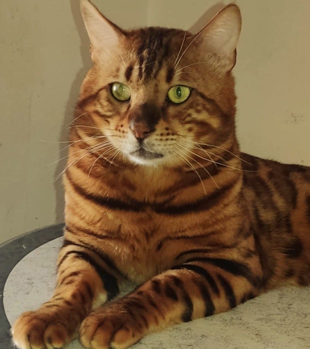 Gatinha Bengal 2 meses