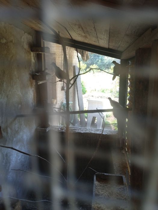 Vendo rolas caseiras