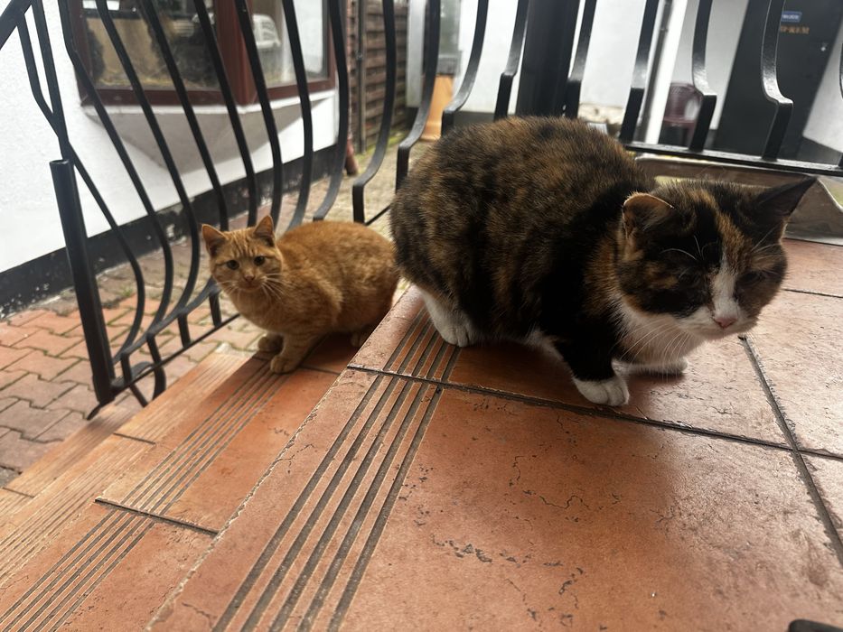 Kociaki szukaja domku