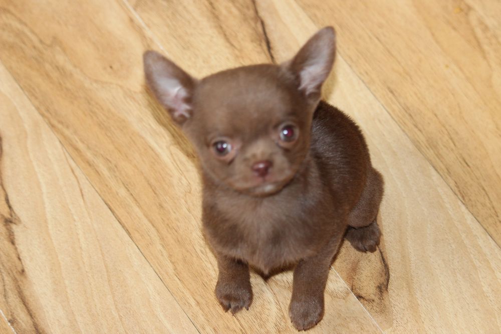 Chihuahua piesek