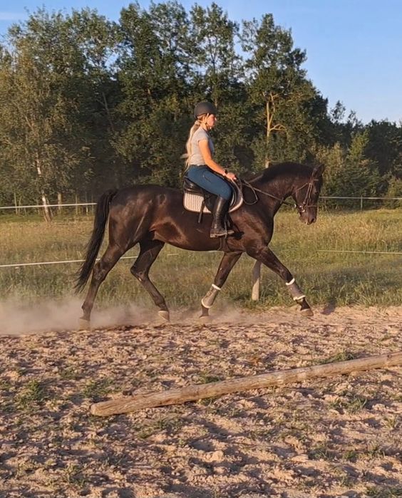 Wałach małopolski 4 lata