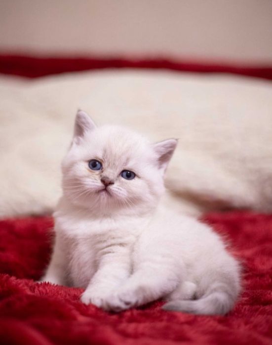 Продам шотландских котят