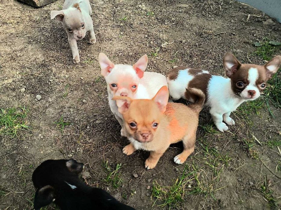 Чихуахуа дітки, хлопчики