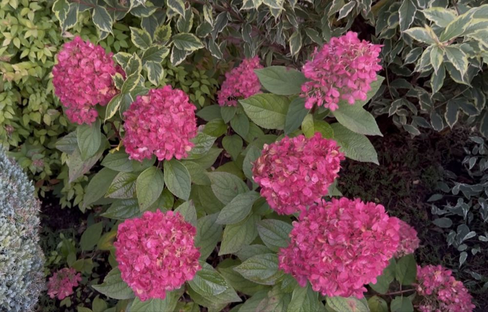 Гортензія волотиста Бонфаєр