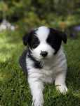 Border collie ZKWP FCI piesek czarno biały