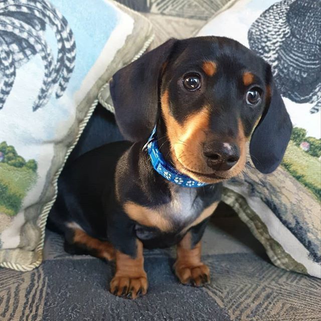 Різдво з таксою — найкращий подарунок