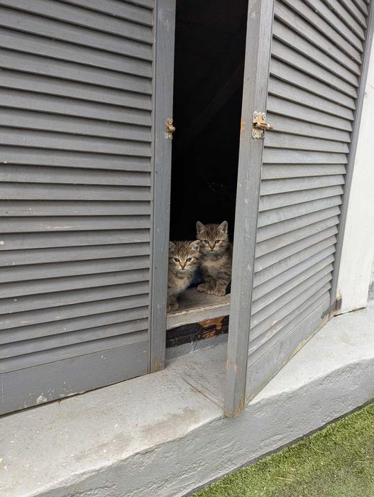 Do oddania 4 kotki w Trzebieży