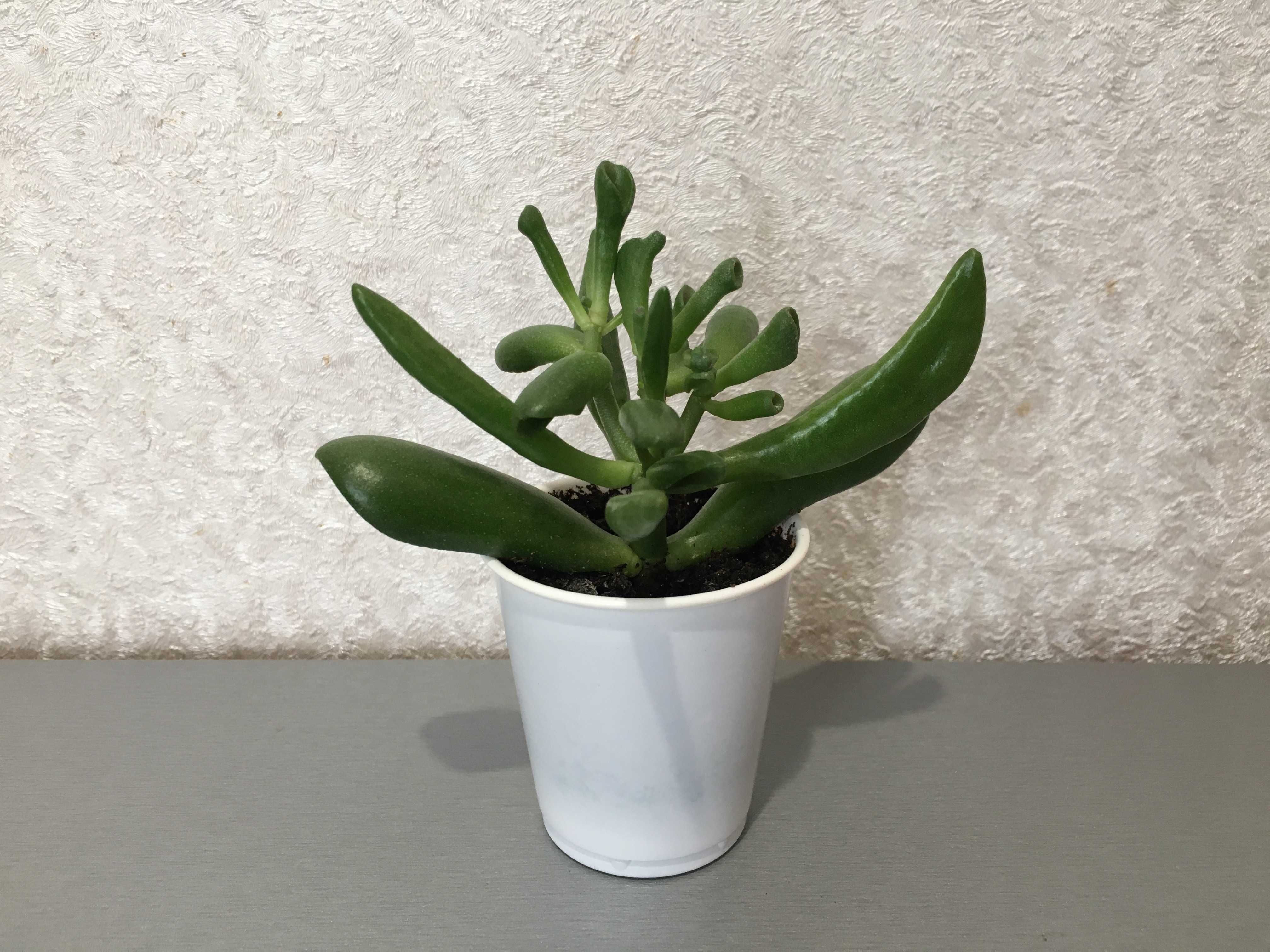 Суккулент крассула Коралл