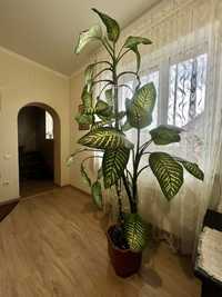 Дифенбахія кімнатна рослина