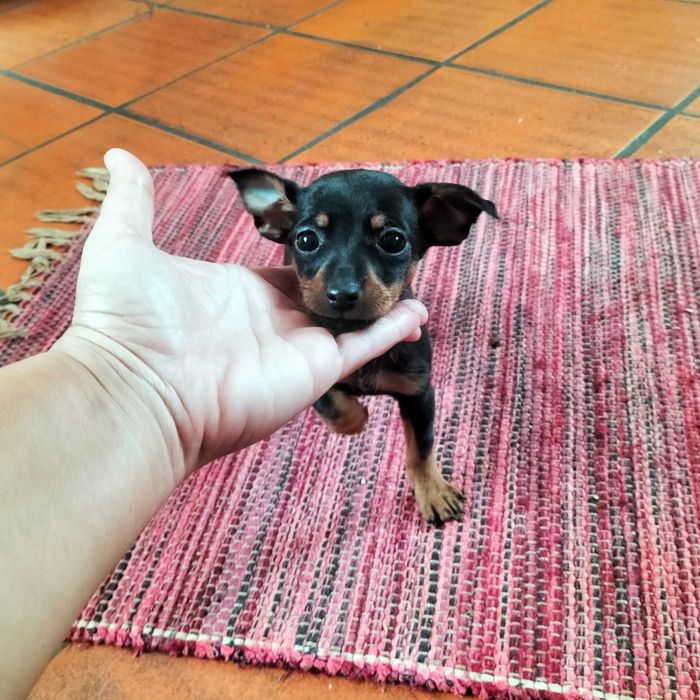 Pinscher fêmea 2 meses