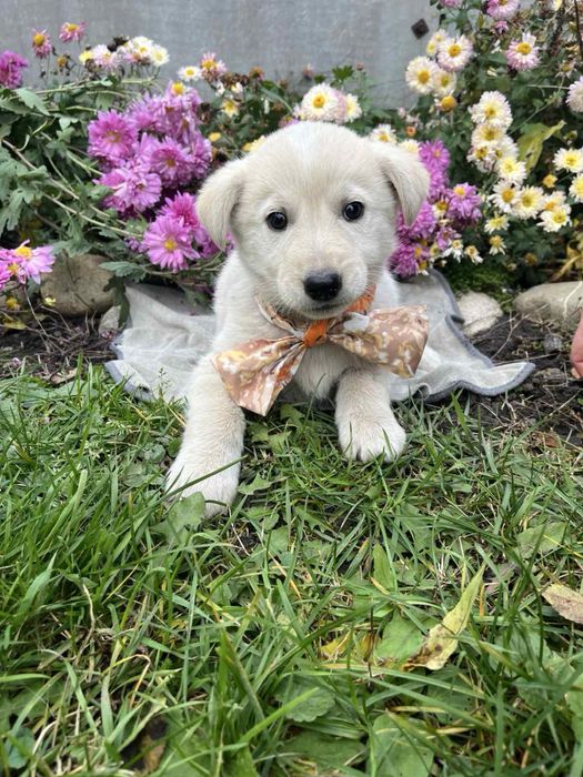 Віддам гарних цуценят у добрі руки!!!