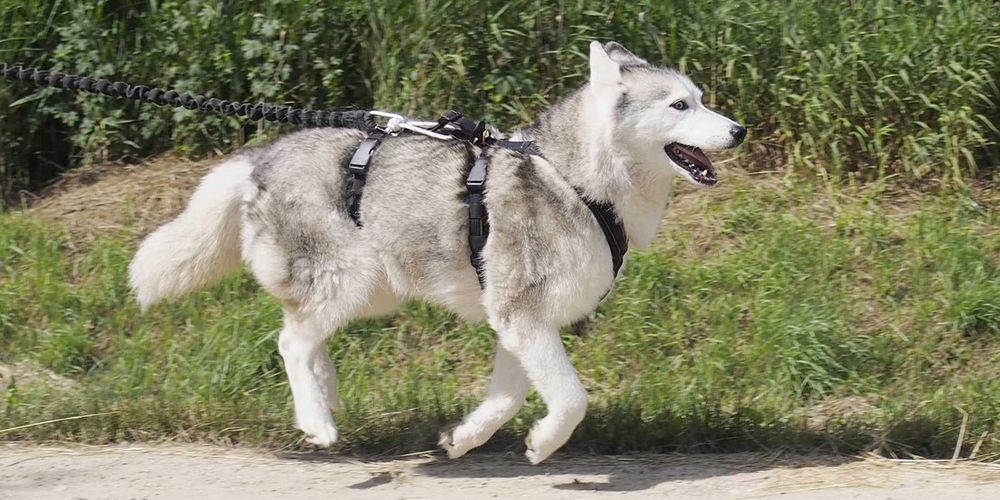HIFICA BI LITE RUN PP RHI LG Szelki anty-ucieczkowe na Miarę dla Psa