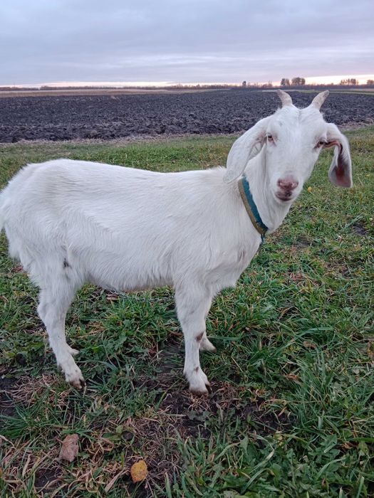 Продам англонубійка 75%