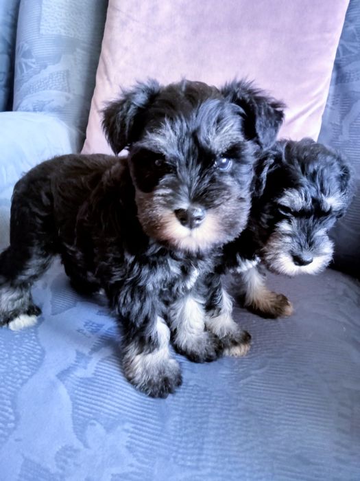 Sznaucer miniaturowy czarno-srebne z rodowodem sunia