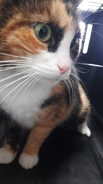 Piękna, miziasta kotka LADY szuka swojego człowieka!!!