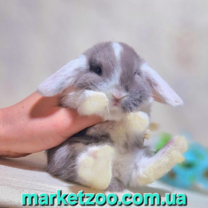 Ексклюзивний кролик преміум-класу – лілово-білий!карликовые кролики