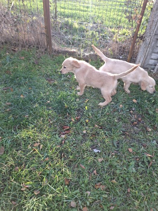 Suczka Golden Retriever