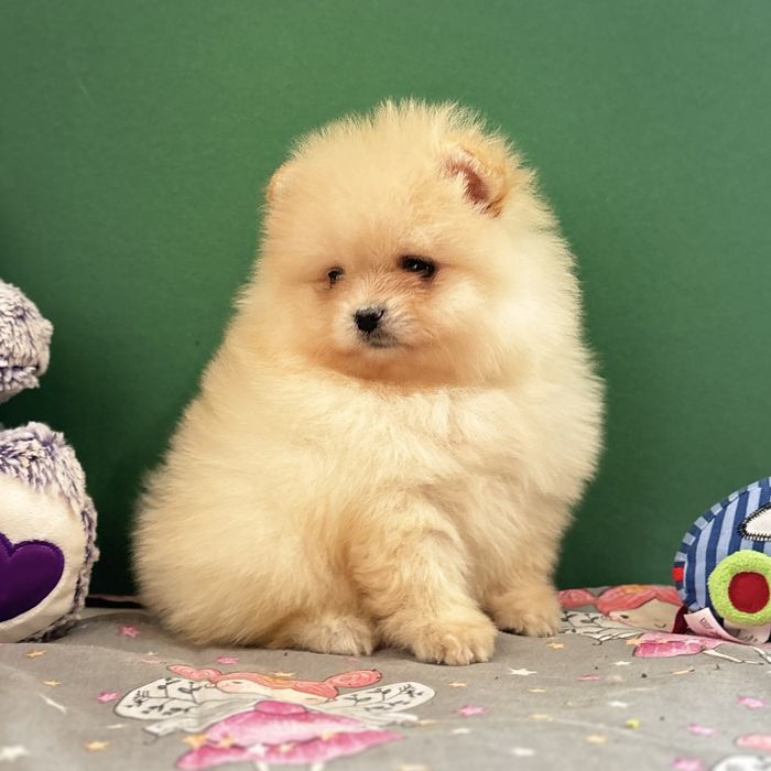 лялькова дівчинка тип ведмедика