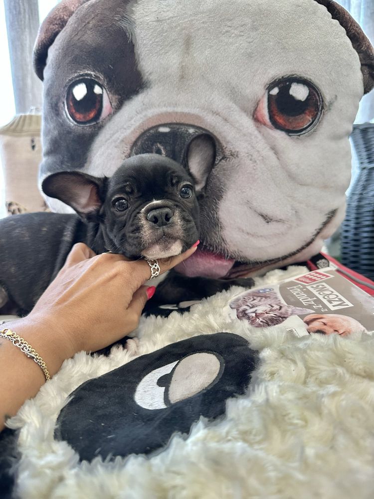 Bulldog macho top