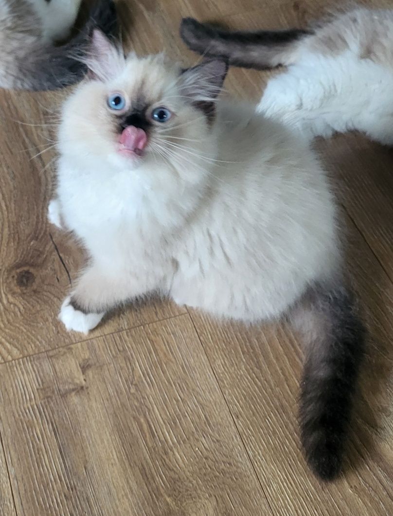 Ragdoll rodowód FPL miot h kocurek seal
