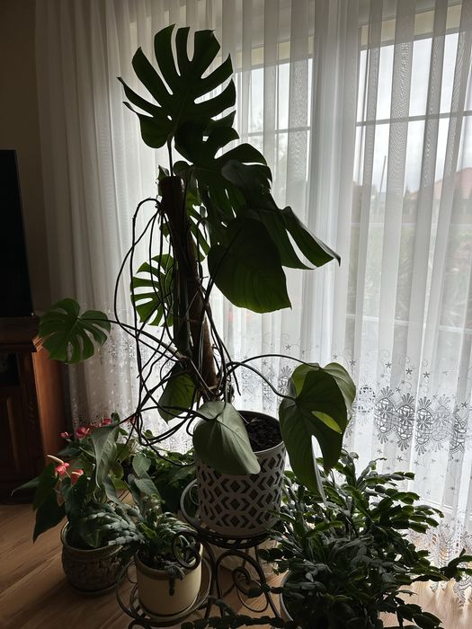 Duża piękna i zadbana Monstera deliciosa