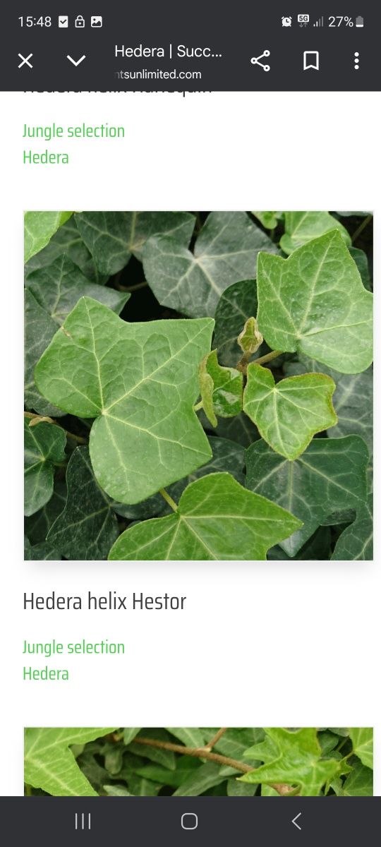 Mega Zestaw 200× Bluszczy Hibernika & Hestor – Zimozielony HIT!