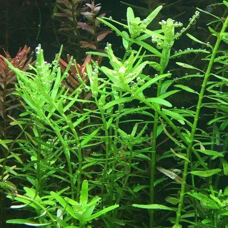 planta de aquário - Rotala rotundifolia