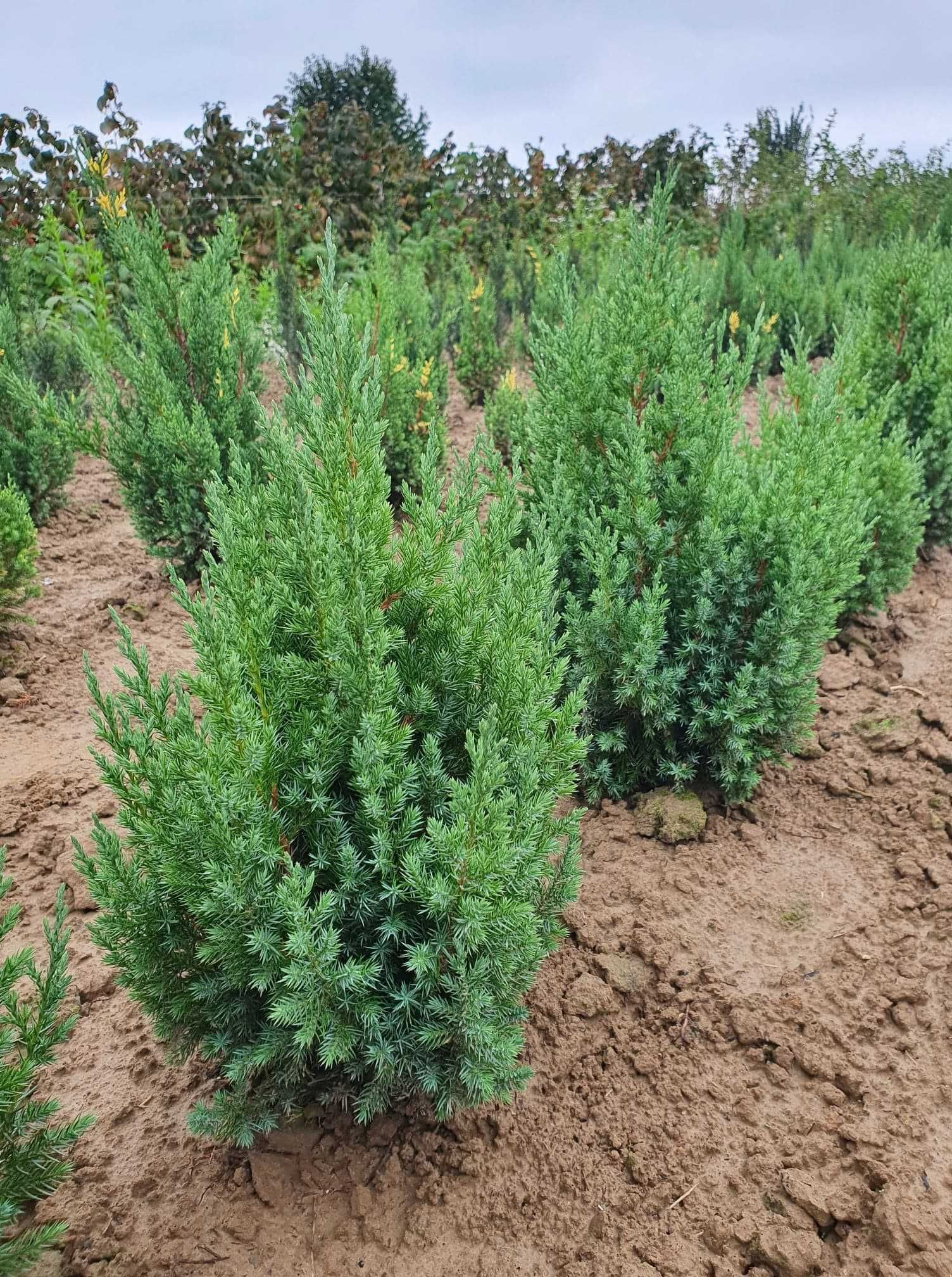 Juniperus chinensis 'Stricta'
jałowiec chiński 'Stricta'