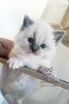 Ragdoll Kocurek FPL badania genetyczne