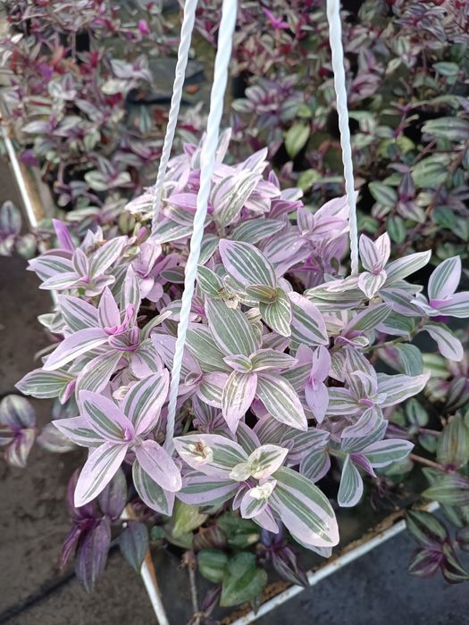 Trzykrotka sweetness doniczka wisząca