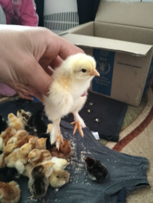 Продам курчата 3х Дені