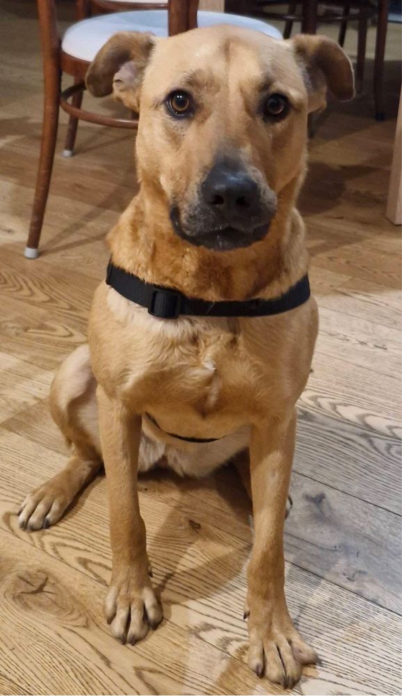 Ruda Fiolka -średniej wielkości, super suczka do adopcji
