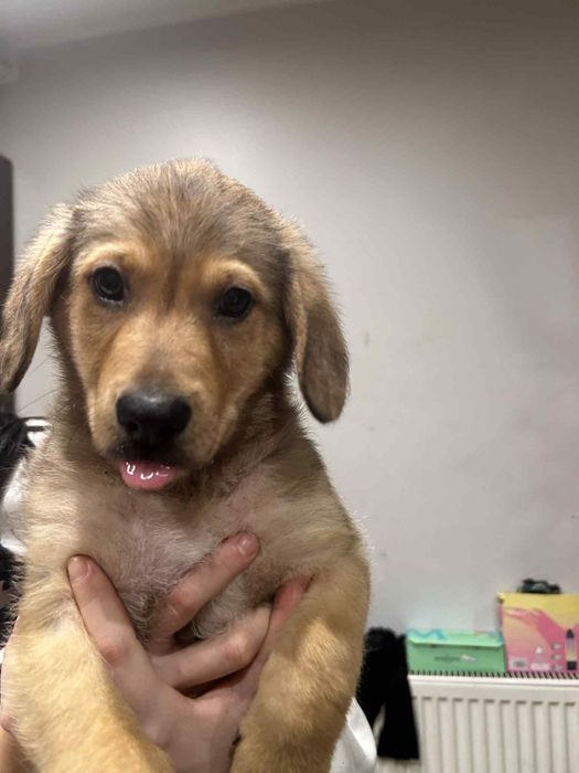 Oddam pieski w dobre ręce