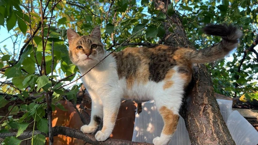 Віддам_ кошеня_ кішки_ коти_ цукі