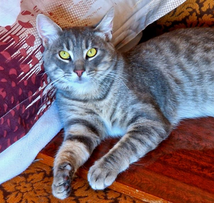 Чудовий котик в пошуках родини!