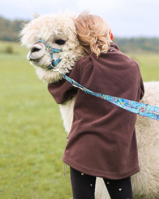 Alpaka huacaya - samiec wykastrowany do alpakoterapii, biały