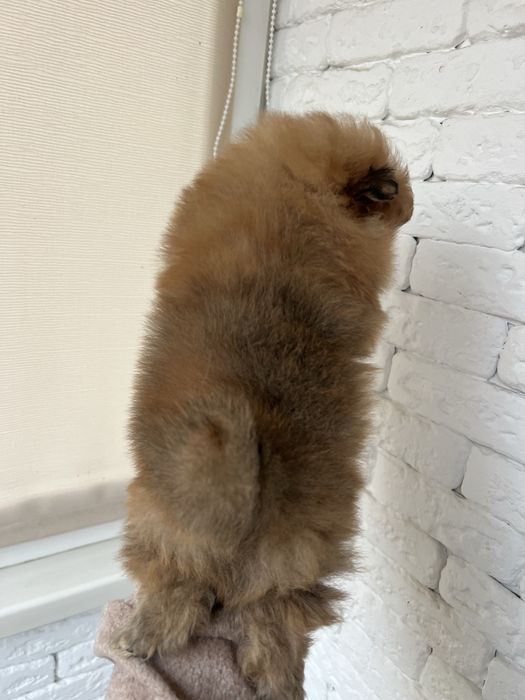 Дівчинка та хлопчик померанського шпіца в пошуках родини