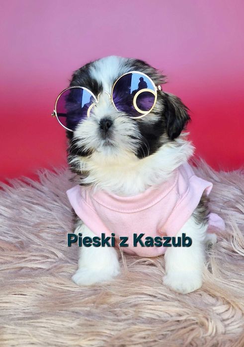 Shih-tzu Ost.Dziewczynka Rezerwacji typ Amerykańsko-Europejski