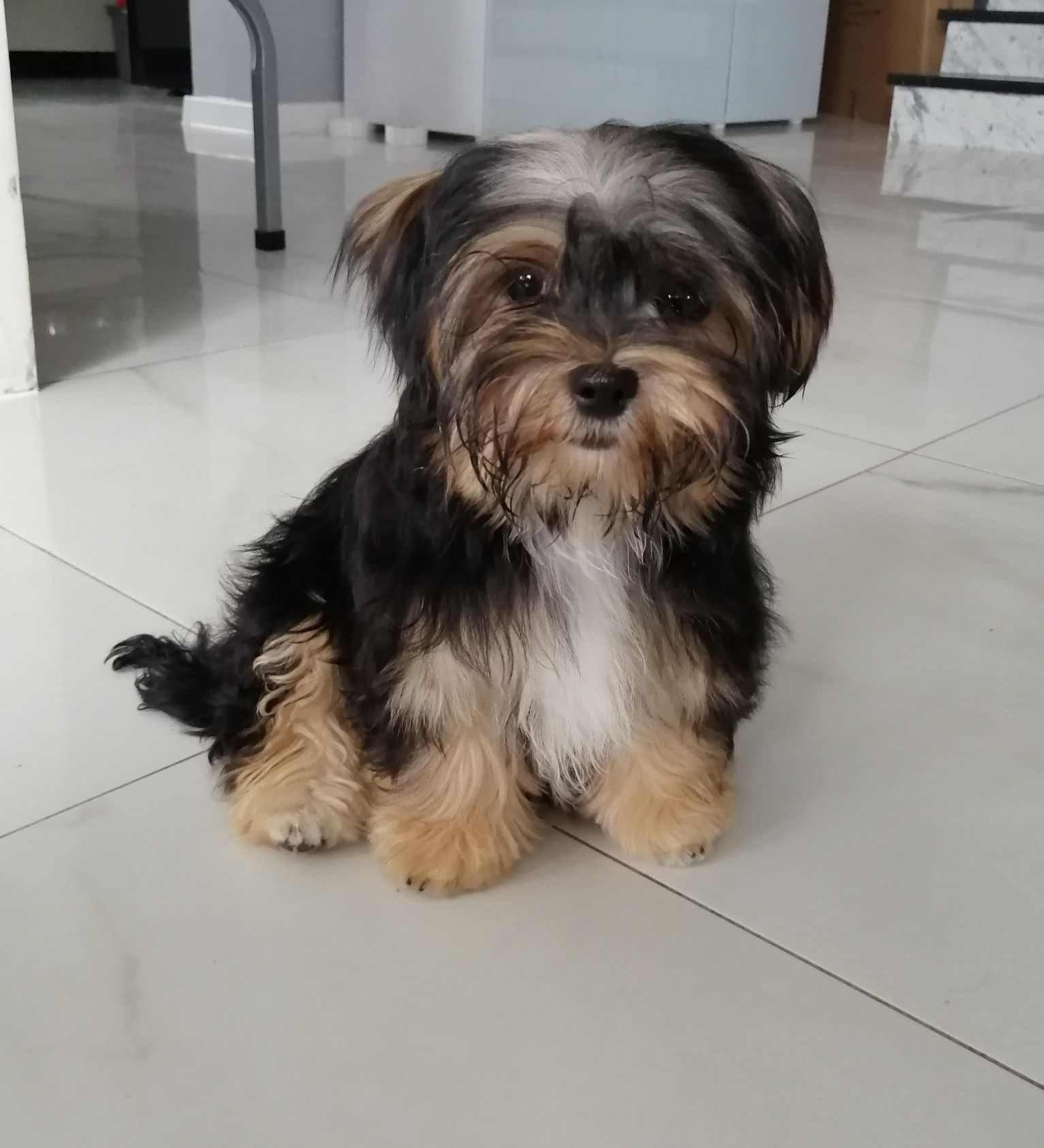 Yorkshire Terrier Morkie suczka