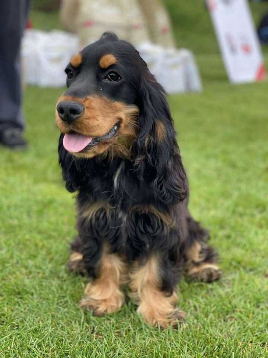 cocker spaniel angielski