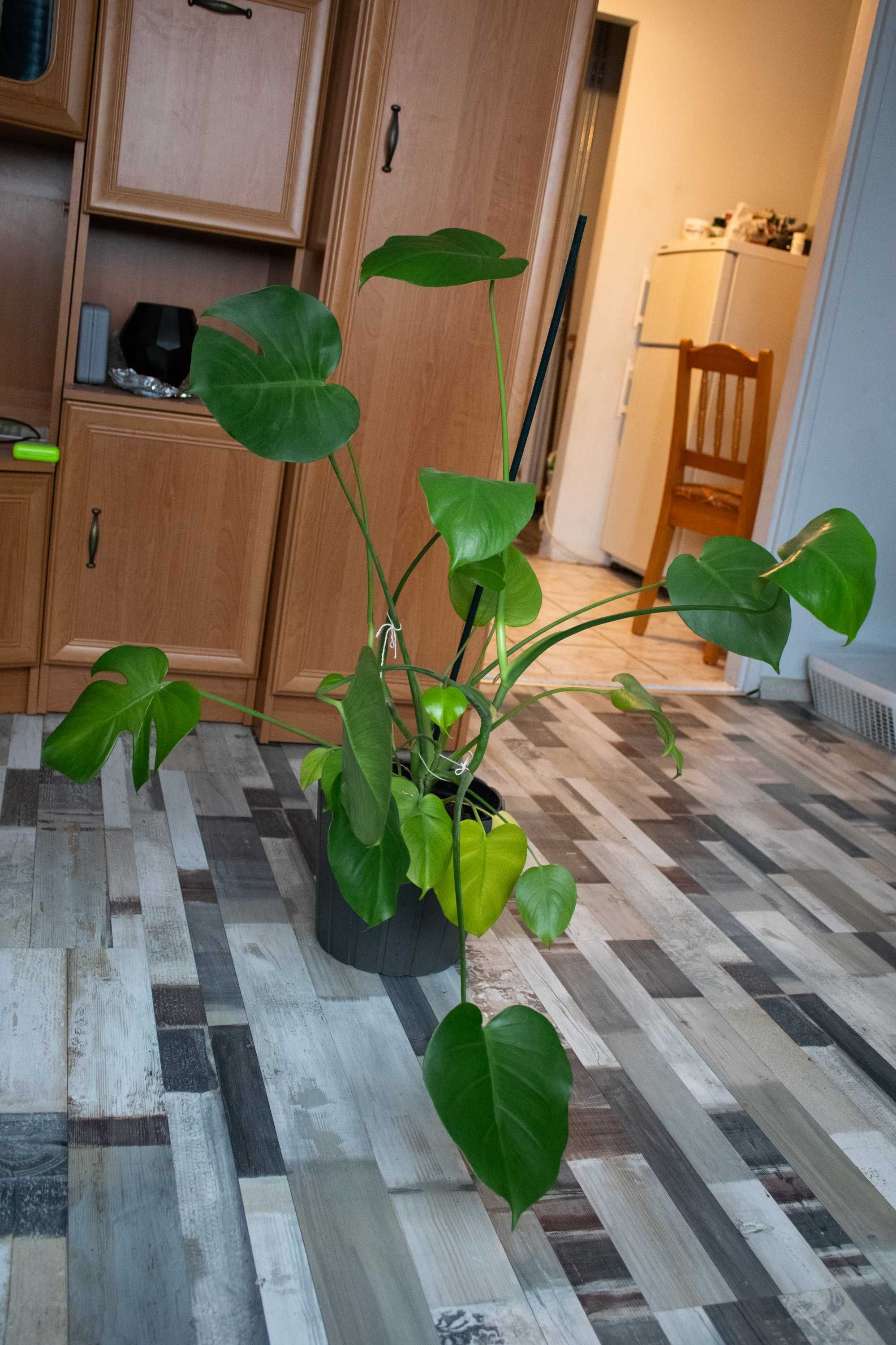 Monstera Deliciosa wysokość z doniczką 90cm