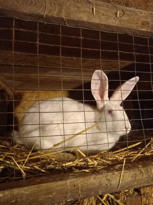 Продаю кролів породи термонська біла.