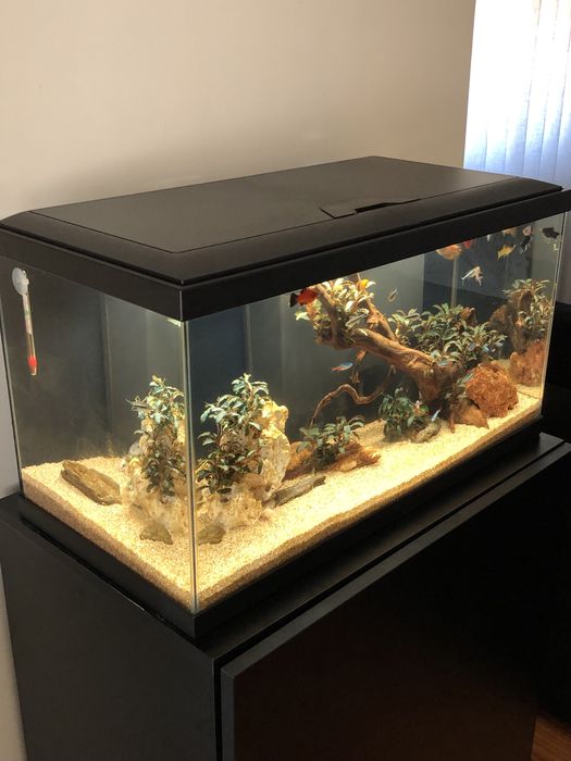 Aquario 60L com Movel