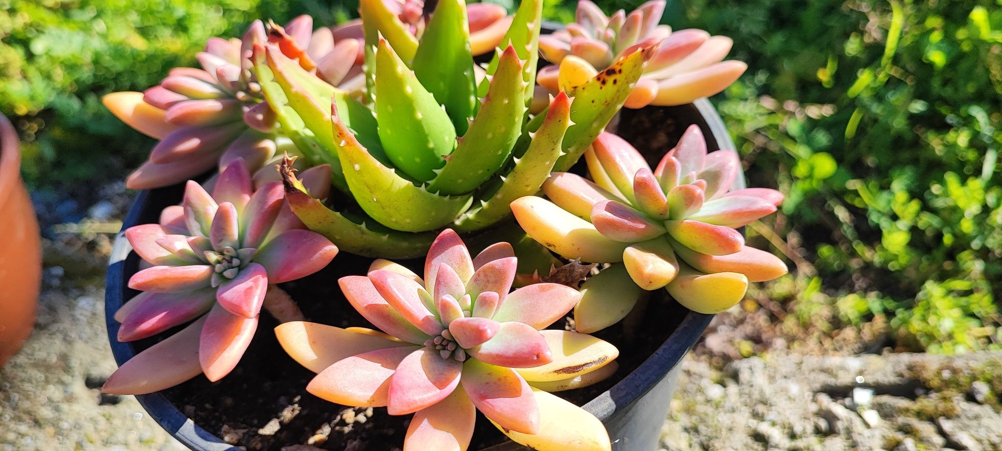 Planta suculenta