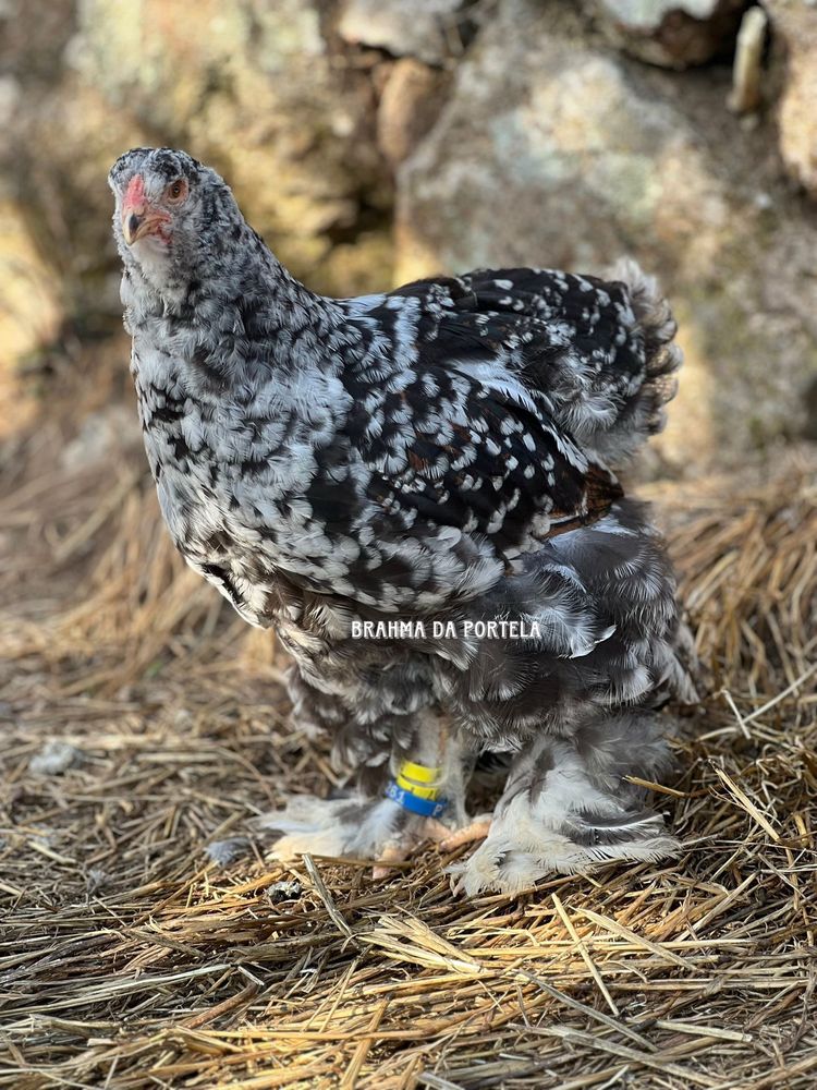BRAHMA MIL FLORES